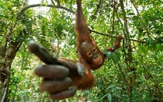 Orangutan Wallpaper And Background Image Net