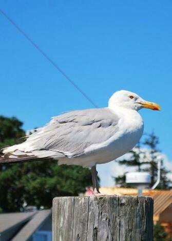 Marthas Vineyard Martha S HD Wallpaper