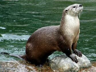 The River Otter Interesting Sea Animal Wildlife