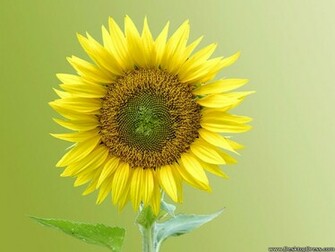 Wallpaper Flowers Gardens Background Summer Flower
