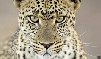 Big Cats Wallpaper Tm