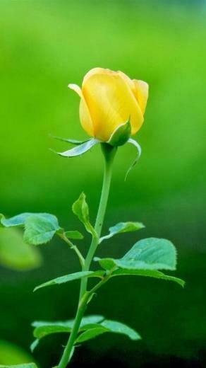 Single Yellow Rose Wallpaper Gute Nacht Spr Che Morgen
