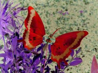 Cute Beautiful Butterfly Wallpaper HD Desktop Collections