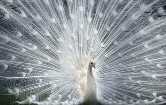 Beautiful Pictures Of White Peacocks