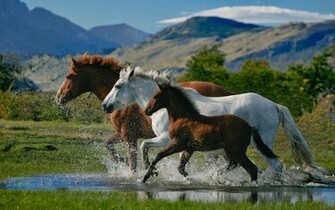 Horse Wallpaper Pics And Image On ImgHD Net For Your Computer