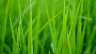 Green Screen Zoom Background Wallpaper