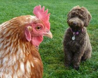Best Labradoodle Wallpaper