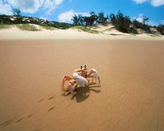 Crab Bazaruto Island Mozambique Wallpaper HD