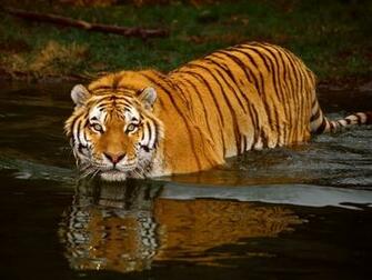 Beautiful Tiger Wallpaper HD Desktop Zone