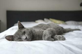 Cat 4k Ultra HD Wallpaper Background Image Id