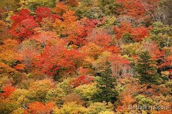Foliage Pictures Maine Fall