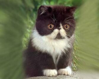 Cute Kittens Pictures The Wondrous Pics