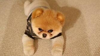 Boo Dog Wallpaper HD