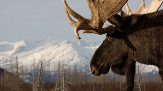 Moose Wallpaper