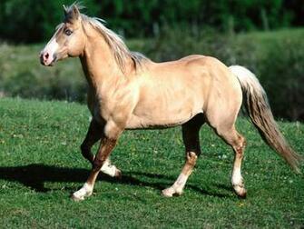 Quarter Horse Wallpaper Wild