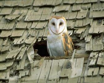 Barn Owl Wallpaper