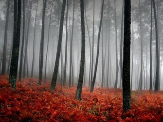 Apple iPad Mini HD Wallpaper