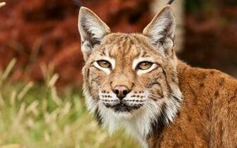 Bobcat Computer Wallpaper Desktop Background