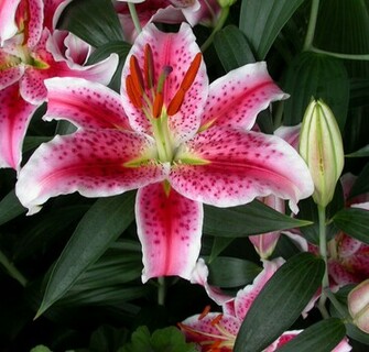 Lily Wallpaper Stargazer