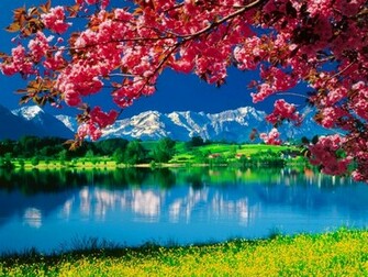 Beautiful Nature Wallpaper With Trees And Grass