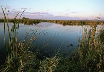 Picture Wetland Sunrise Water Reeds Foreground Plant