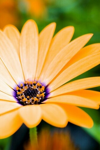 Yellow Flower Closeup iPhone 4s Wallpaper