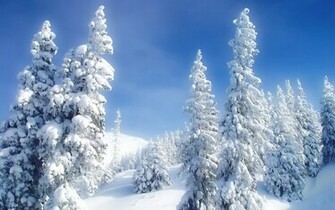 Snowy Fir Branch Wallpaper Wide HD