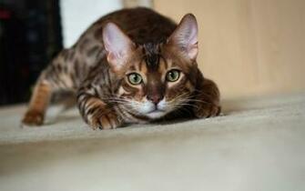 Bengal Cat HD Wallpaper Magic4walls
