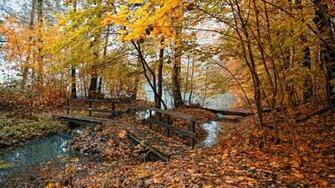 Wallpaper Bridge A Swamp Fall Widescreen On The Desktop