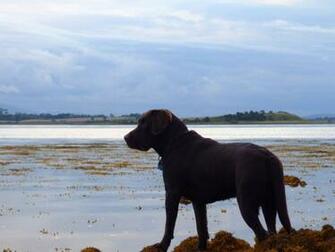 Chocolate Lab Photos Desktop Background Wallpaper