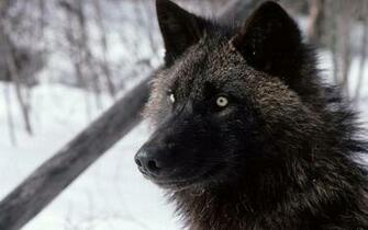 Confident Aware Respectful The Wild Wolf Wallpaper