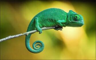Chameleon Wallpaper Wallpaper13