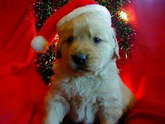 Pics Photos Christmas Puppy