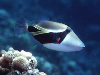 Tropical Fish Wallpaper