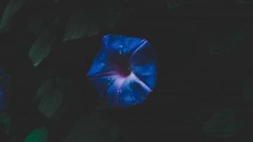 Wallpaper 4k Flower Space Foliage Dark