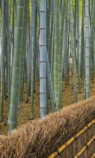 Bamboo HD Live Wallpaper For Android