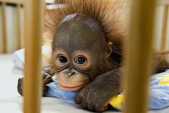 Cute Orangutan In Photos Pictures Funny And Animals