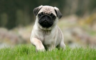 Pug Puppy Wallpaper Desktop Walljpeg