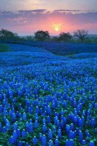 Texas Bluebonnets Blue Bonnets Beautiful County Place