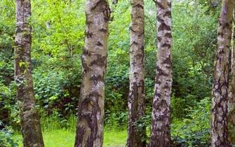 Silver Birch Wallpaper