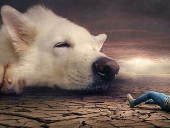 Fantasy Dog Man Desert Photograph Stock Photos