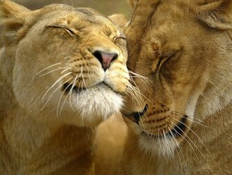Lion HD Wallpaper African Lions Pictures Animal Photo