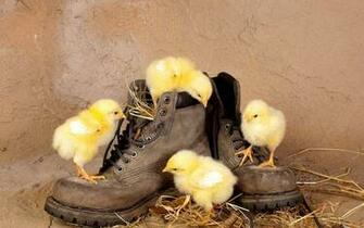 HD Funny Animals Wallpaper