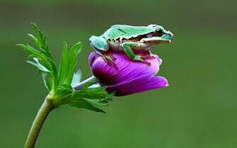 Frogs HD Wallpaper Bestepics