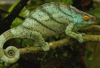 Wallpaper Chameleon Trees Lizard Branches Desktop