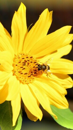 Bee And Yellow Flower Wallpaper iPhone
