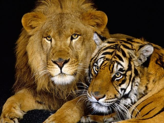 Peaceful Lions Wallpaper Background Androlib
