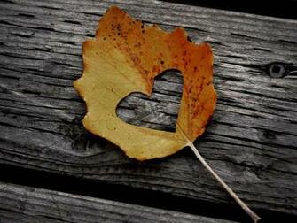 Wallpaper Love Nature