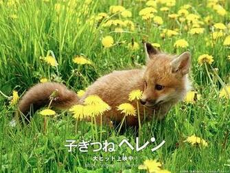 Displaying Image For Baby Fox Wallpaper
