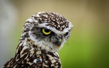Funny Owl Wallpaper HD Lovelytab